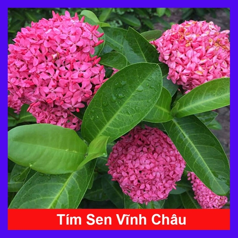 Cây Trang Tím Sen Vĩnh Châu