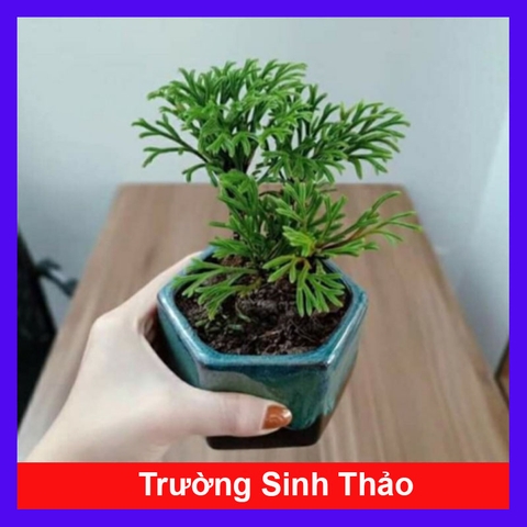 Cây Trường Sinh Thảo