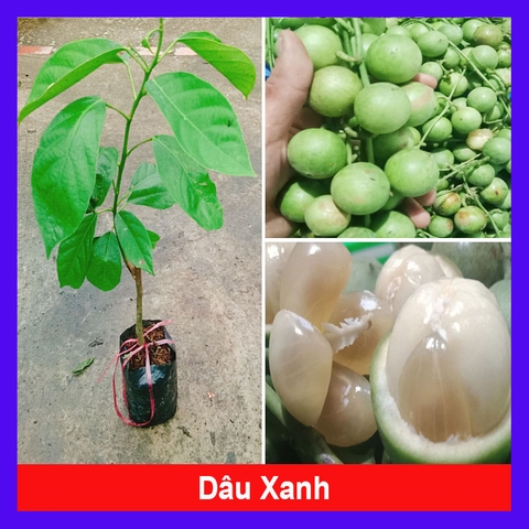 Cây Dâu Xanh