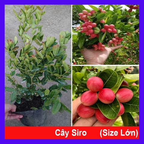 Cây Siro Lớn
