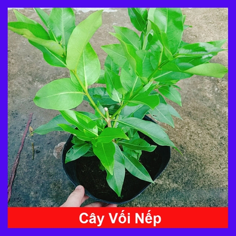 Cây Vối