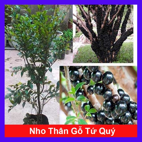 Cây Nho Thân Gỗ Tứ Quý