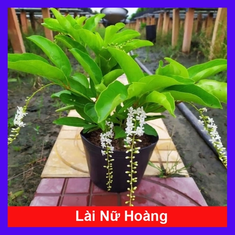 Cây Lài Nữ Hoàng