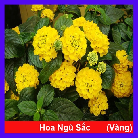 Cây Hoa Trâm Ổi (Vàng)