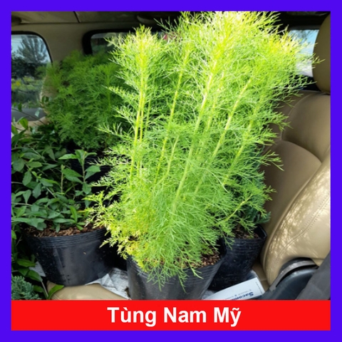 Cây Tùng Nam Mỹ