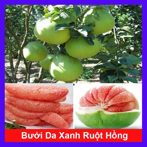 Cây Bưởi Da Xanh