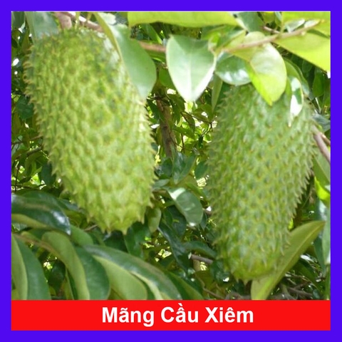 Cây Mãng Cầu Xiêm