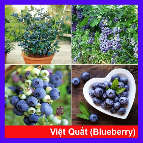 Cây Việt Quất