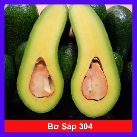 Cây Bơ 034
