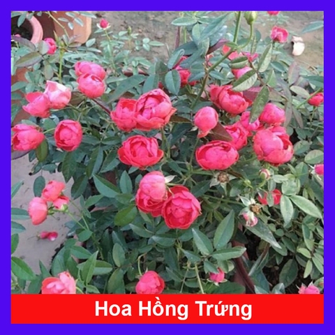 Cây Hồng Trứng