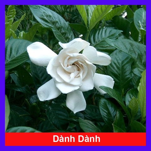 Cây Dành Dành