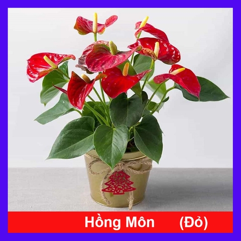 Cây Hồng Môn (Đỏ)