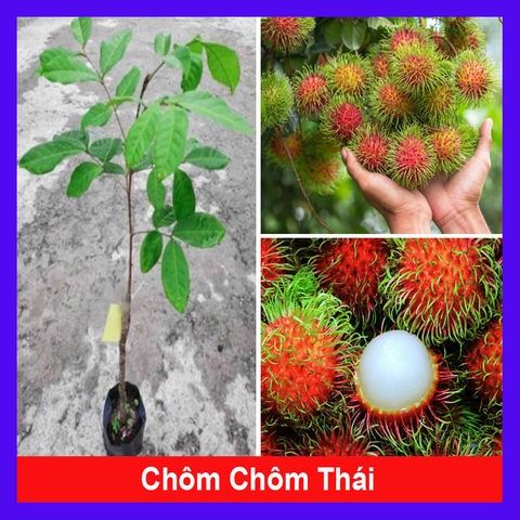 Cây Chôm Chôm Thái