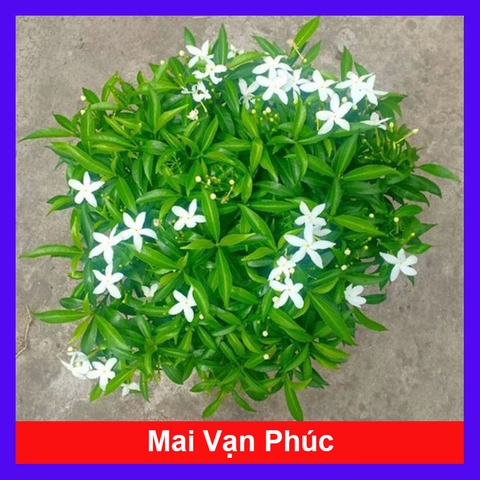 Cây Mai Vạn Phúc