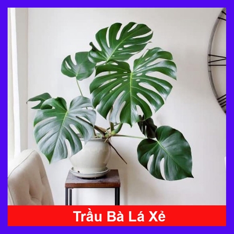 Cây Trầu Bà Lá Xẻ