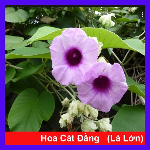 Cây Cát Đằng Lá Lớn