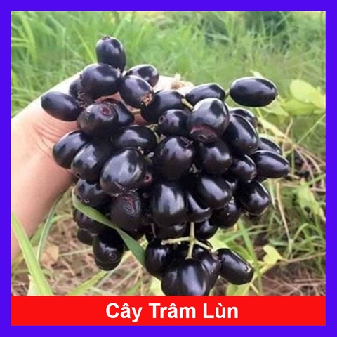Cây Trâm