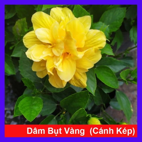 Cây Dâm Bụt Kép Vàng