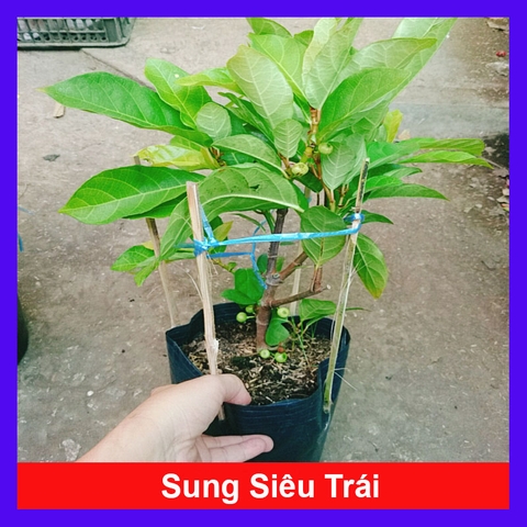Cây Sung Siêu Trái