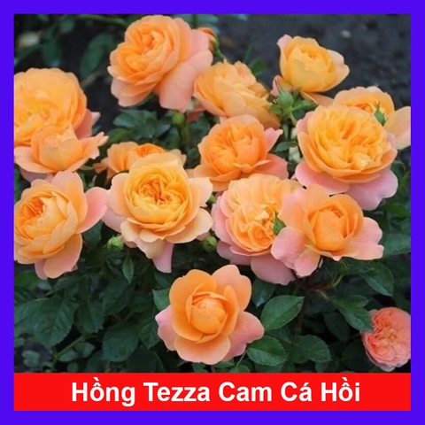 Cây Hồng Tezza Cá Hồi