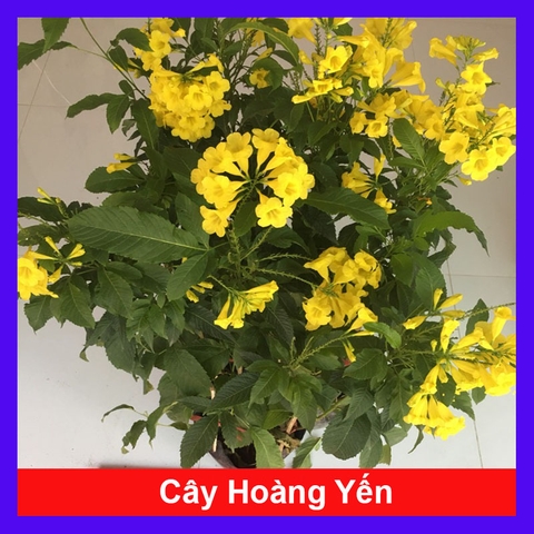 Cây Hoàng Yến
