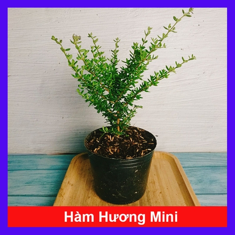 Cây Hàm Hương Mini
