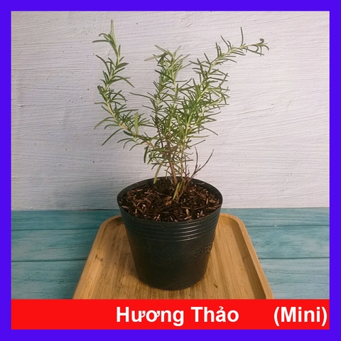 Cây Hương Thảo Mini