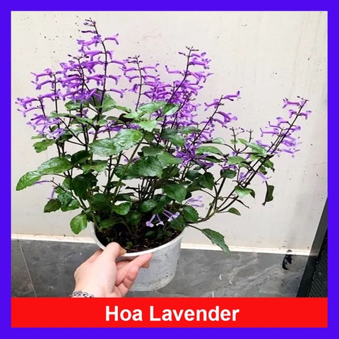 Cây Lavender