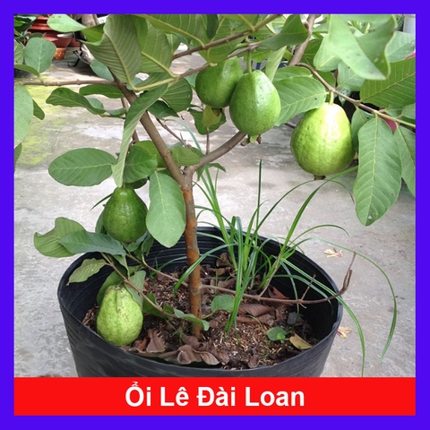 Cây Ổi Lê