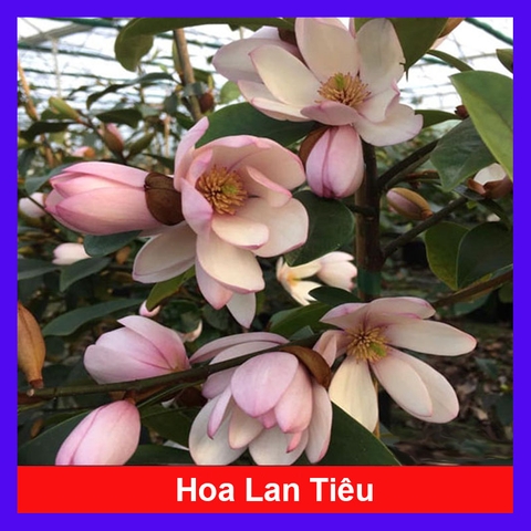 Cây Lan Tiêu