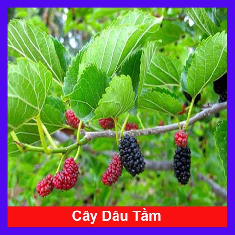 Cây Dâu Tằm