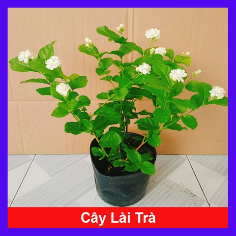 Cây Lài Trà