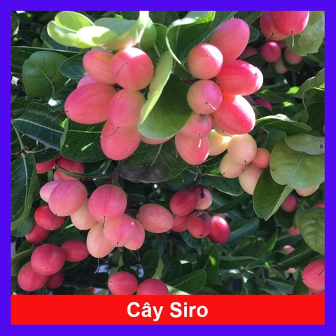 Cây Siro