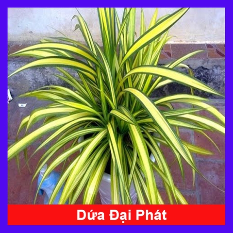 Cây Dứa Đại Phát