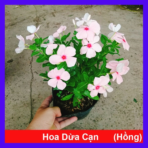 Cây Hoa Dừa Cạn (Hồng)