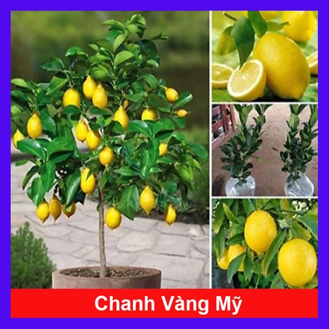 Cây Chanh Vàng Mỹ