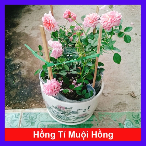 Cây Hồng Công Chúa