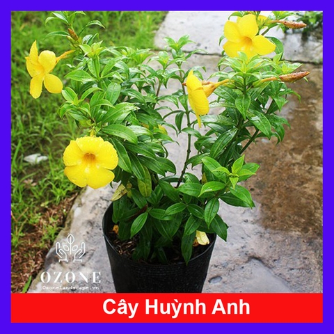 Cây Huỳnh Anh Vàng