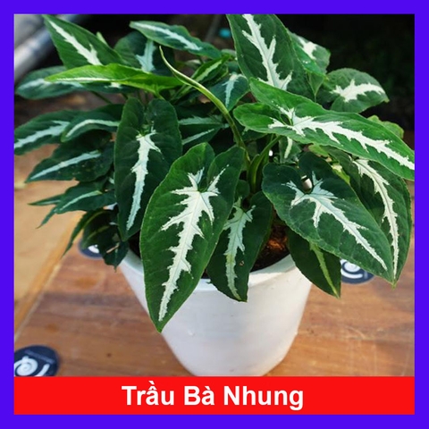 Cây Trầu Bà Nhung