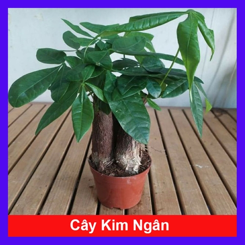 Cây Kim Ngân (3 thân)