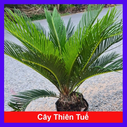Cây Thiên Tuế