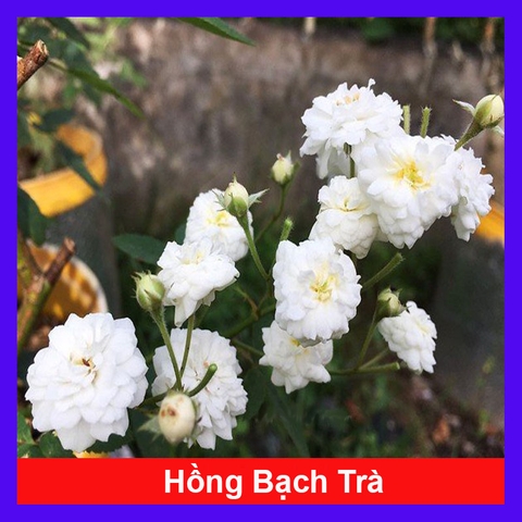 Cây Hồng Bạch Trà