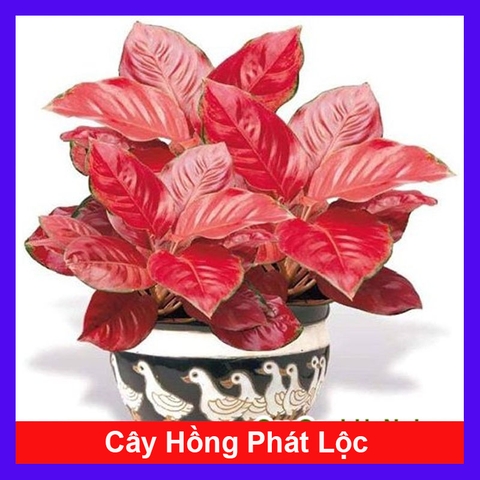 Cây Hồng Phát Lộc