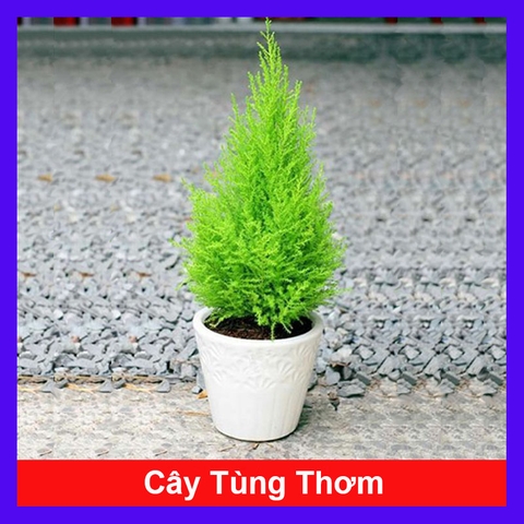 Cây Tùng Thơm