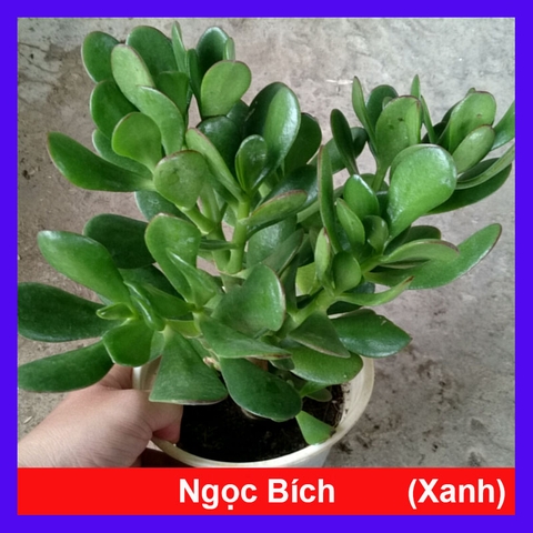 Cây Ngọc Bích Xanh