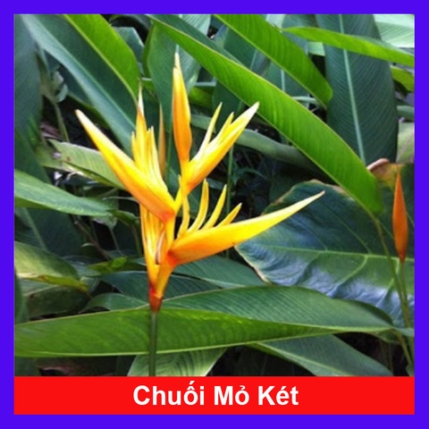 Cây Chuối Mỏ Két