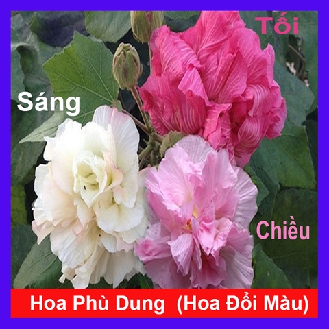 Cây Phù Dung