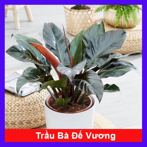 Cây Trầu Bà Đế Vương