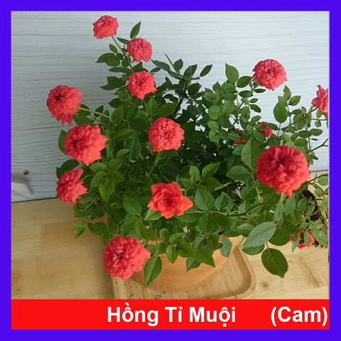 Cây Hồng Tỉ Muội Cam