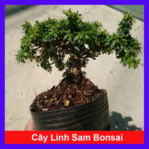 Cây Linh Sam Bonsai